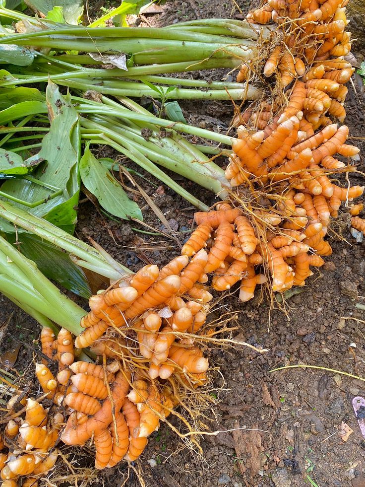 Fresh turmeric and turmeric powder